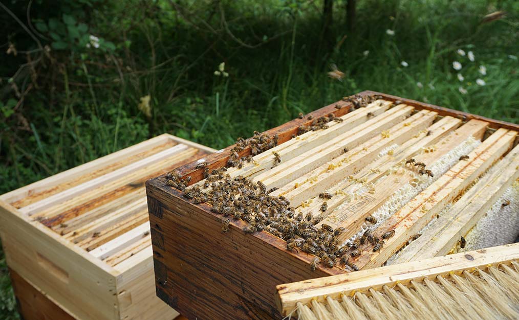 recolte ruches entreprise ile de france