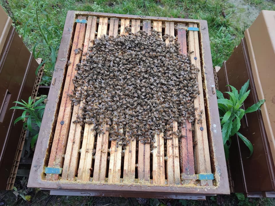 La grappe d'abeilles et le froid
