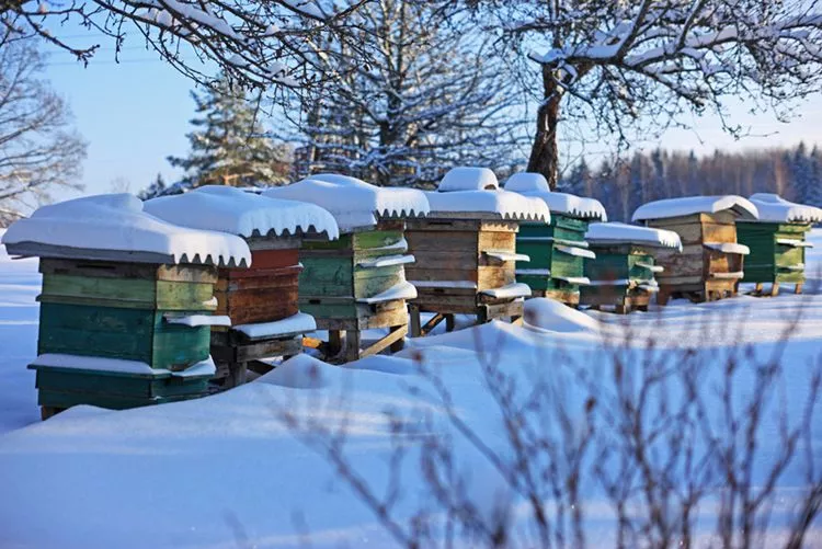 Que se passe t'il dans la ruche en hiver ?