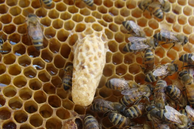 cellule royale reine abeille