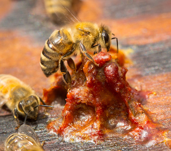 la propolis et les abeilles