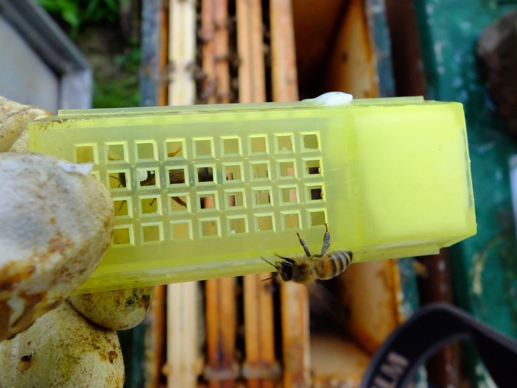 Image cage reine abeille