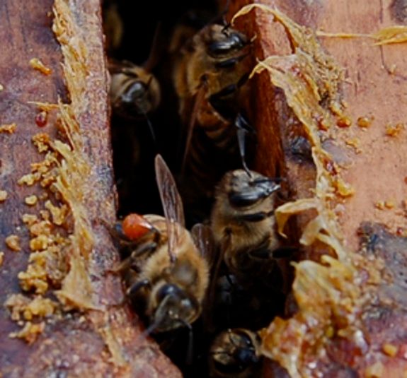 Image propolis dans la ruche